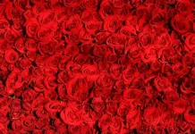 Dichiarazioni d’amore: divertente, eccitato e desideroso