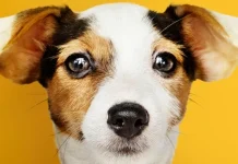 Il significato del sogno: cosa significa quando sogni cani