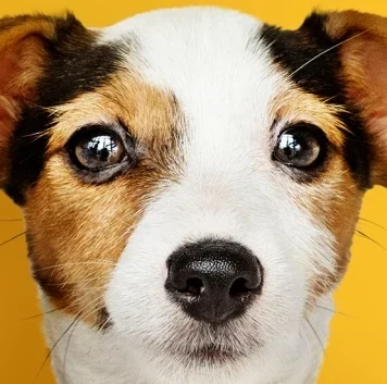 Il significato del sogno: cosa significa quando sogni cani