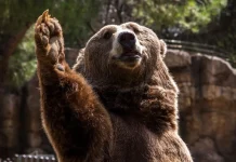 Significato del sogno: cosa significa sognare un orso